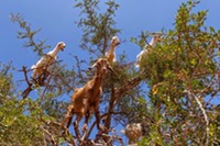 goats-argan-trees-5[6]