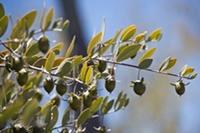 Jojoba 1
