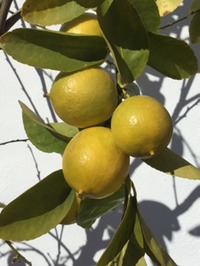 lemons 1