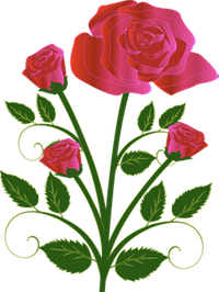 Rose 3